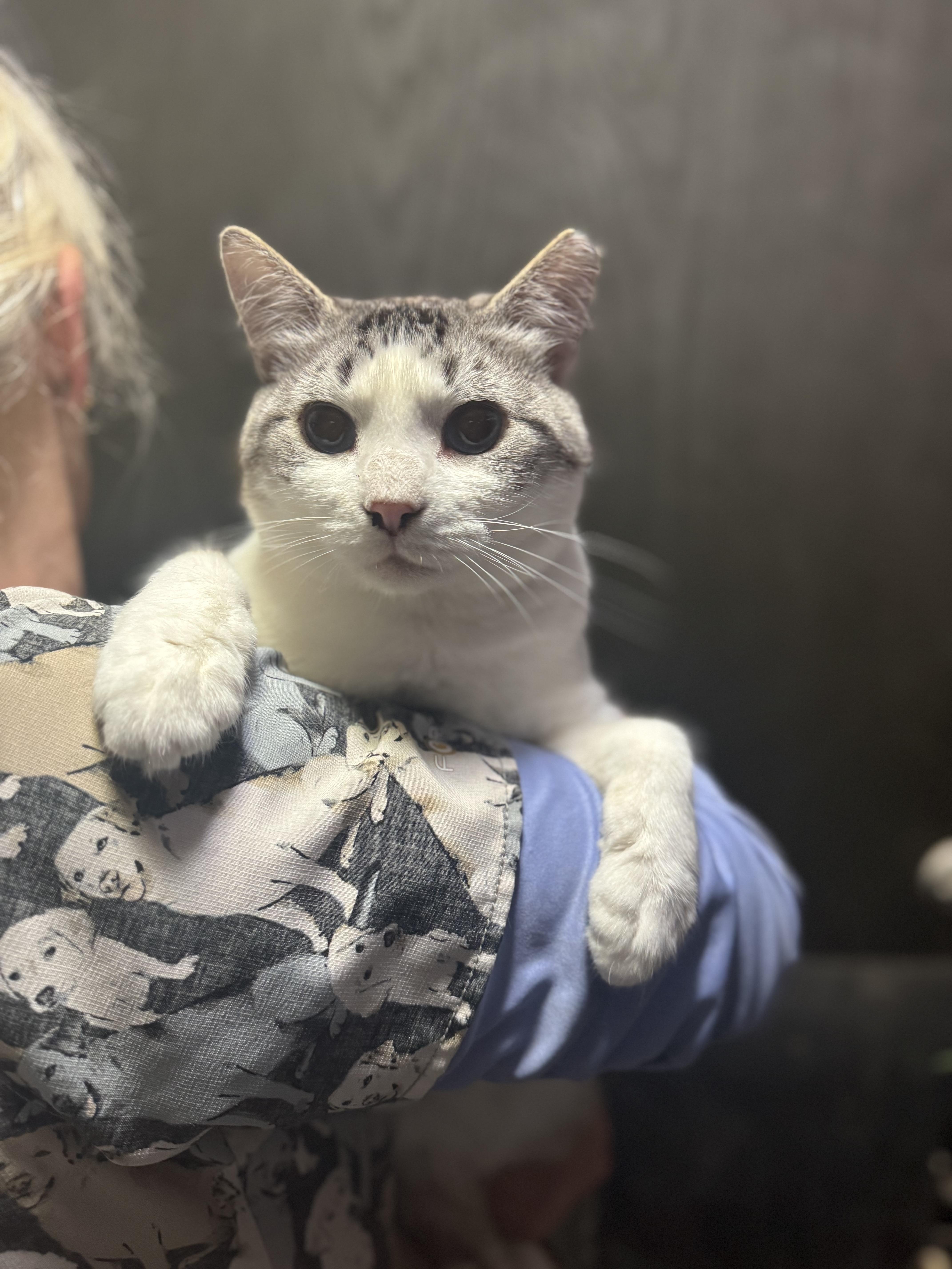 Enlarge Parker & Sawyer, a Adoptable Domestic Short Hair in Seattle, WA image 6/6