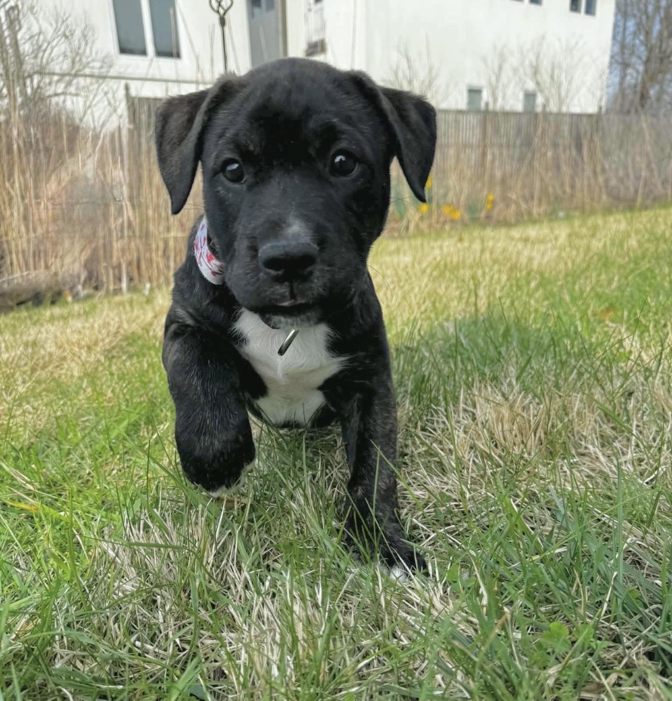 Enlarge Schroeder , a Adoptable mixed breed in Annapolis, MD image 4/6