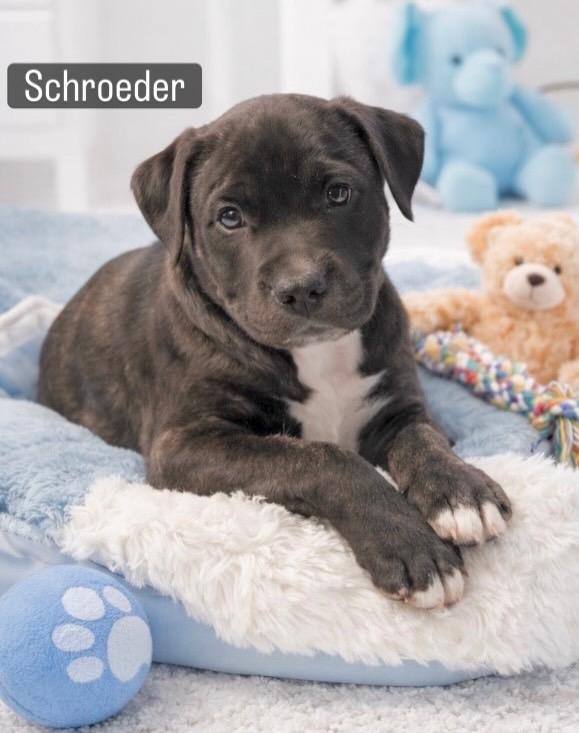 Enlarge Schroeder , a Adoptable mixed breed in Annapolis, MD image 5/6