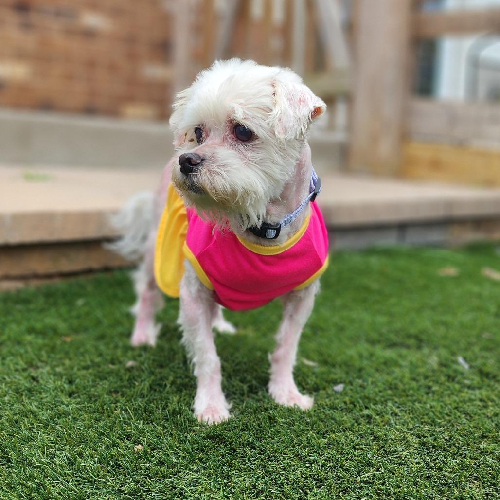 Iris, Adopted, Senior Female Maltese.