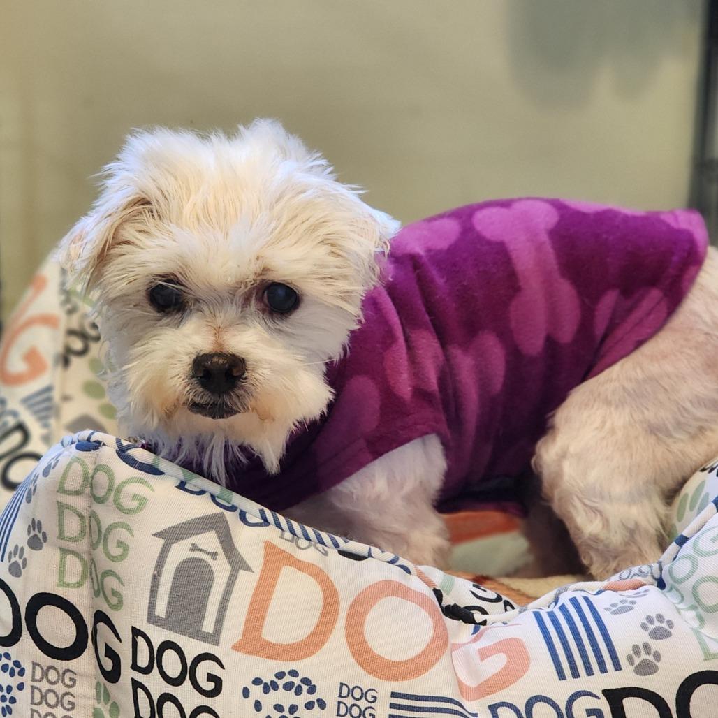 Enlarge Iris, a Adopted Maltese in Toms Brook, VA image 2/2