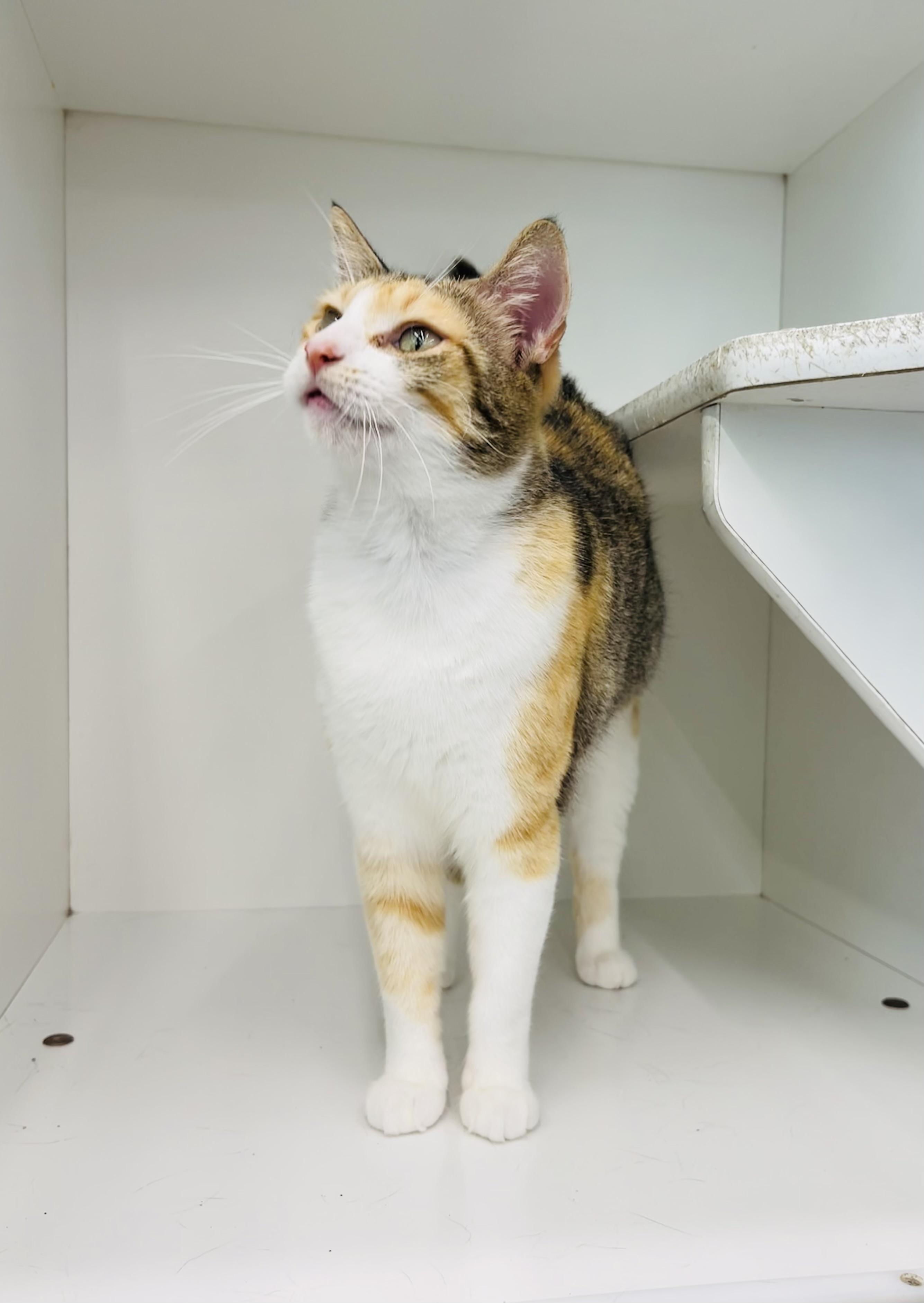 Jarri, a ADOPTABLE mixed breed in Friendswood, TX image 1/2