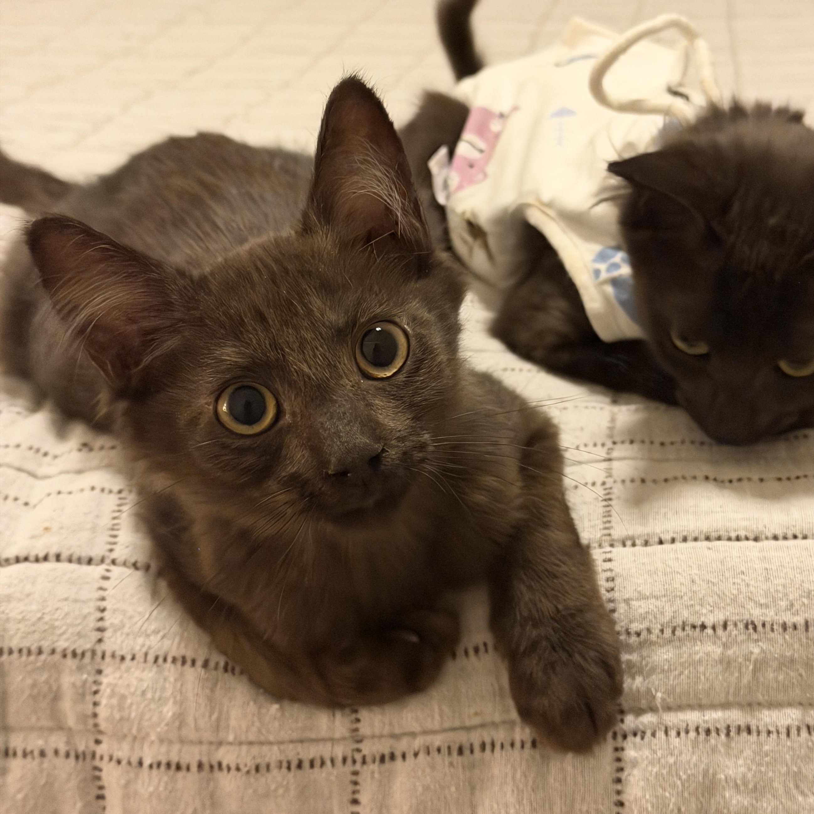 Enlarge Moose, an adopted Domestic Medium Hair in Chandler, AZ image 3/4