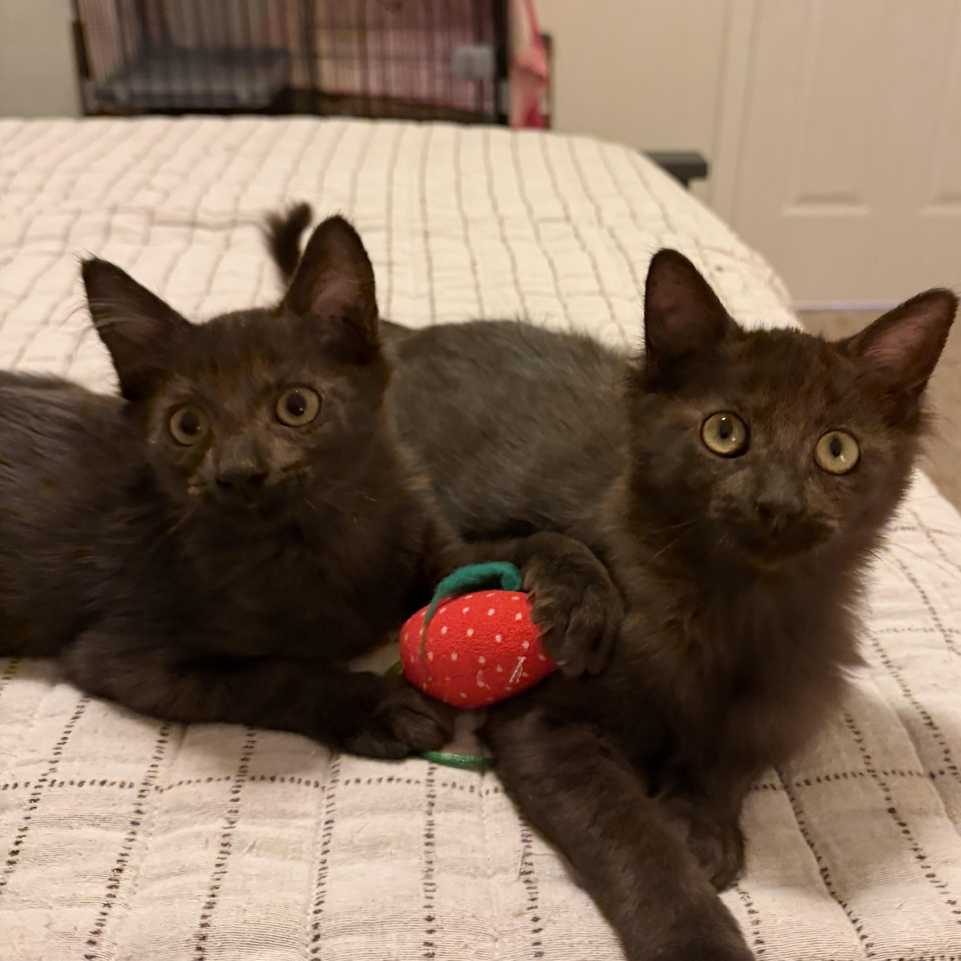Enlarge Moose, an adopted Domestic Medium Hair in Chandler, AZ image 2/4