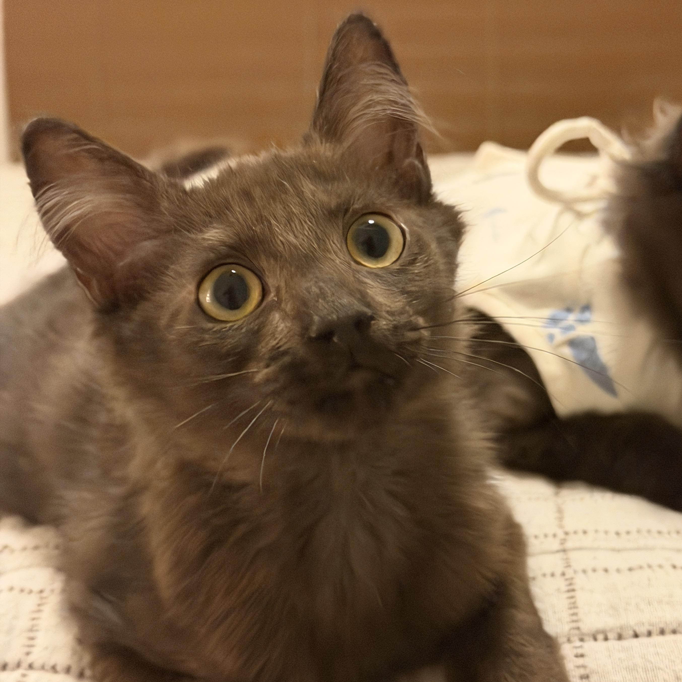 Moose, adopted, Kitten Male Domestic Medium Hair.