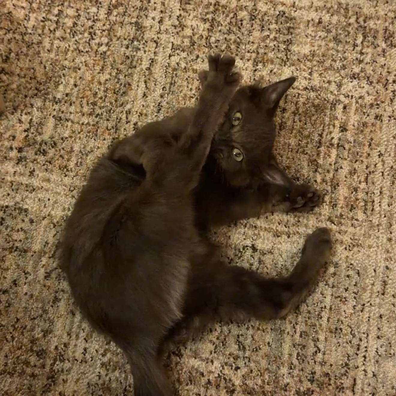 Enlarge Moose, an adopted Domestic Medium Hair in Chandler, AZ image 4/4