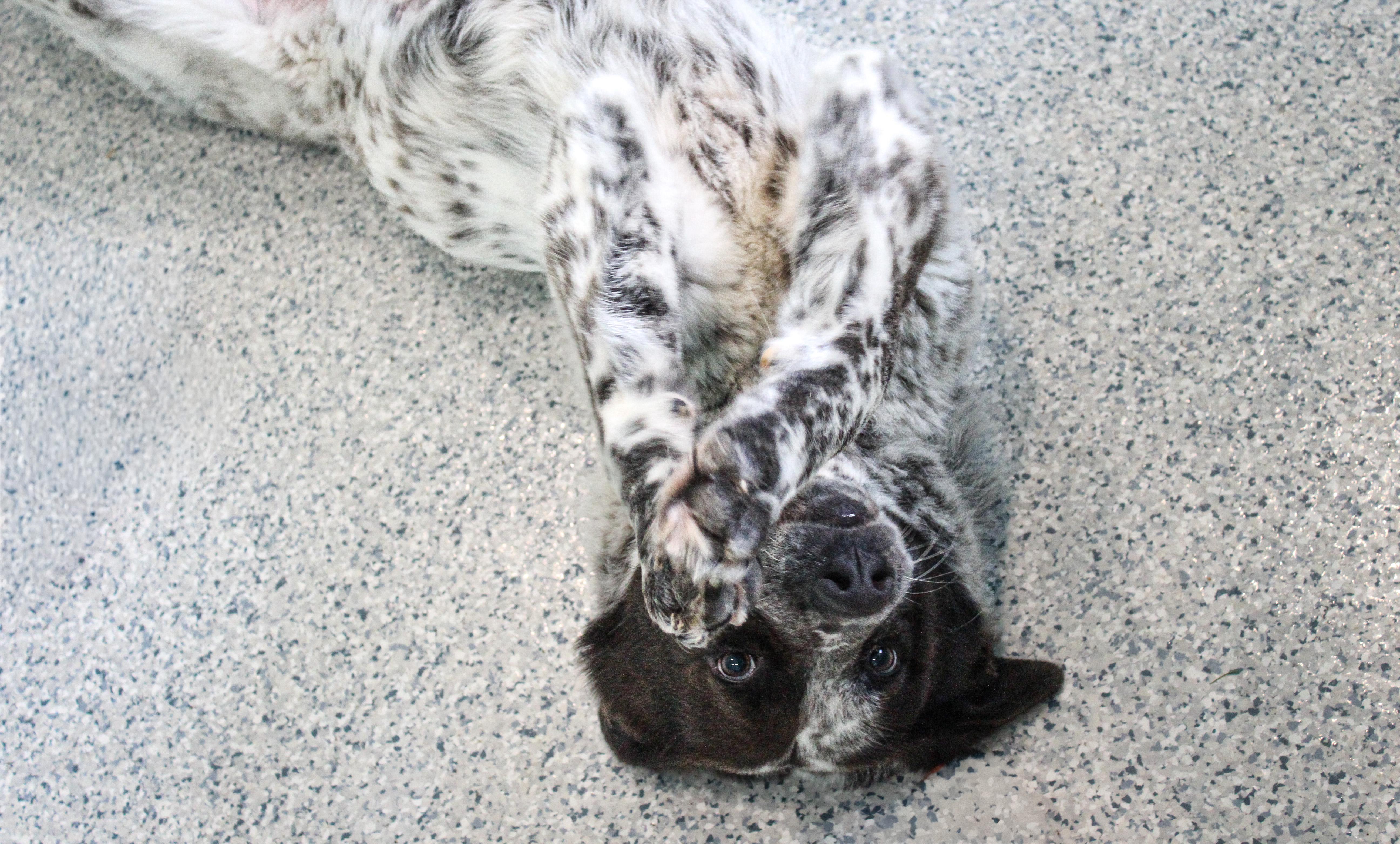 Jelly, an adopted mixed breed in Hutchinson, MN image 3/3