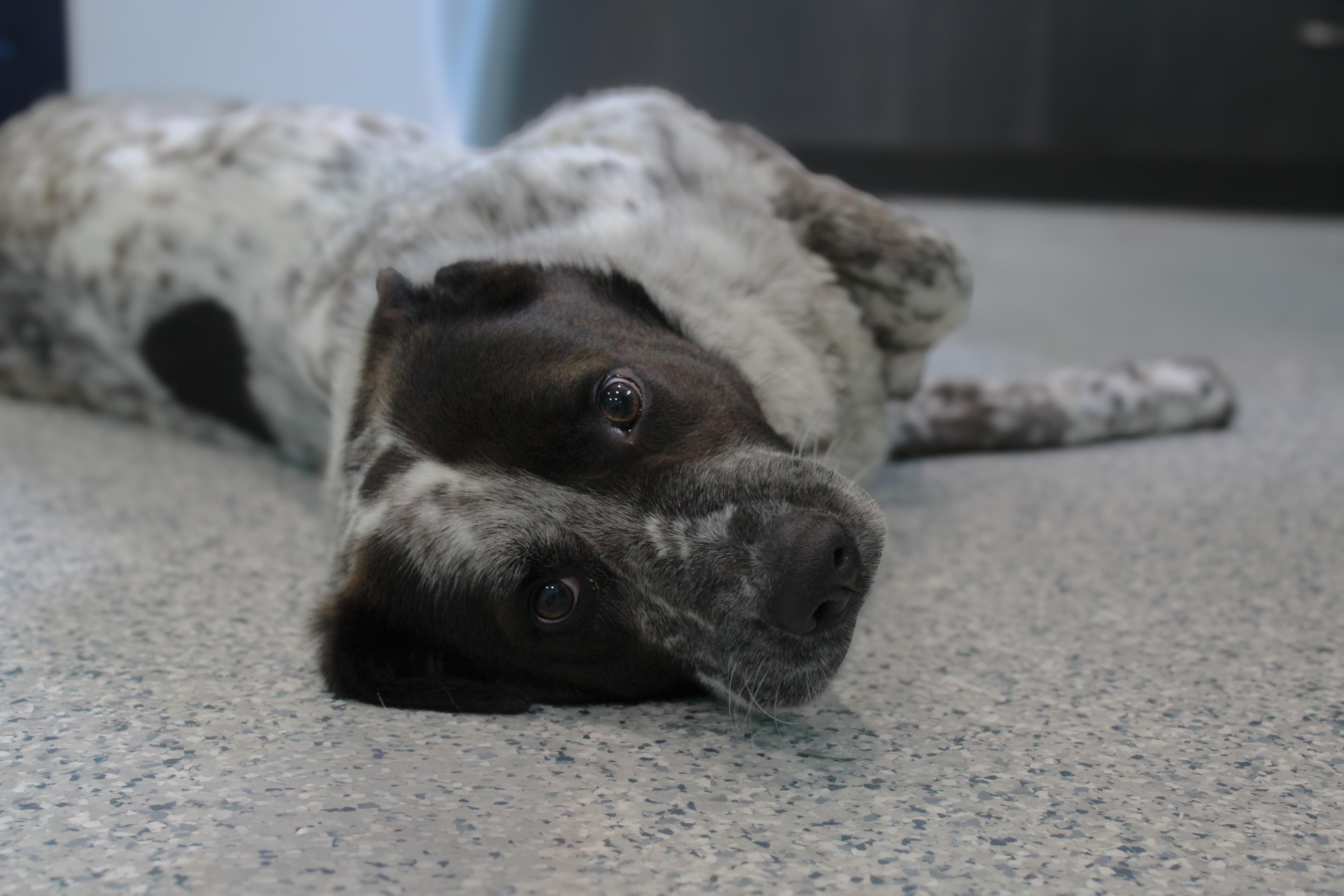 Jelly, an adopted mixed breed in Hutchinson, MN image 2/3