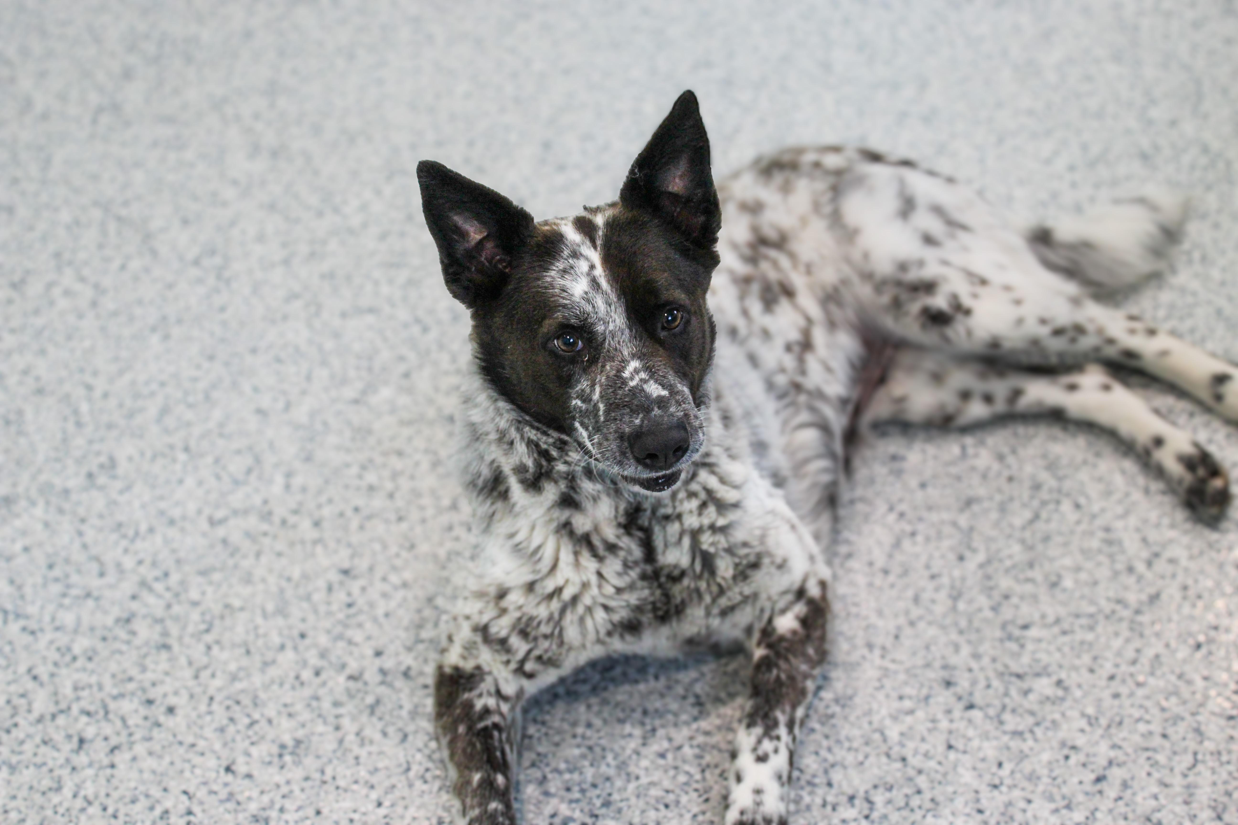 Jelly, an adopted mixed breed in Hutchinson, MN image 1/3