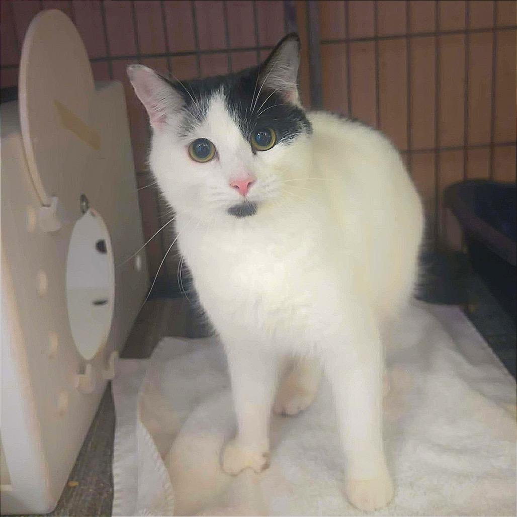 Chickpea, Adoptable, Young Female Domestic Short Hair & American Bobtail.