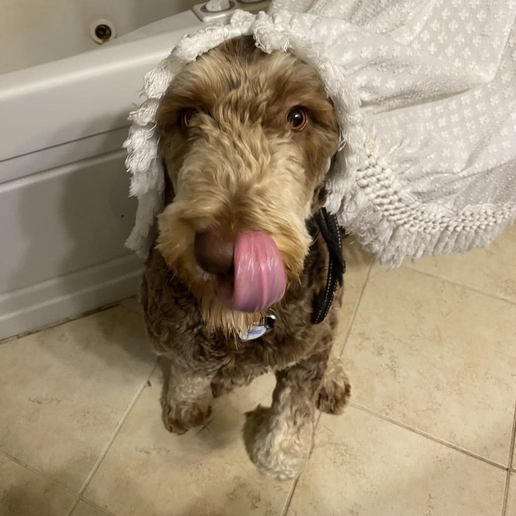 Migo, Adoptable, Adult Male English Springer Spaniel & Poodle.