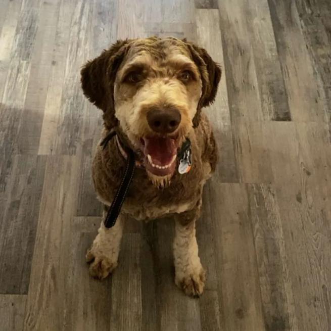 Enlarge Migo, a Adoptable mixed breed in Rochester, MN image 2/6