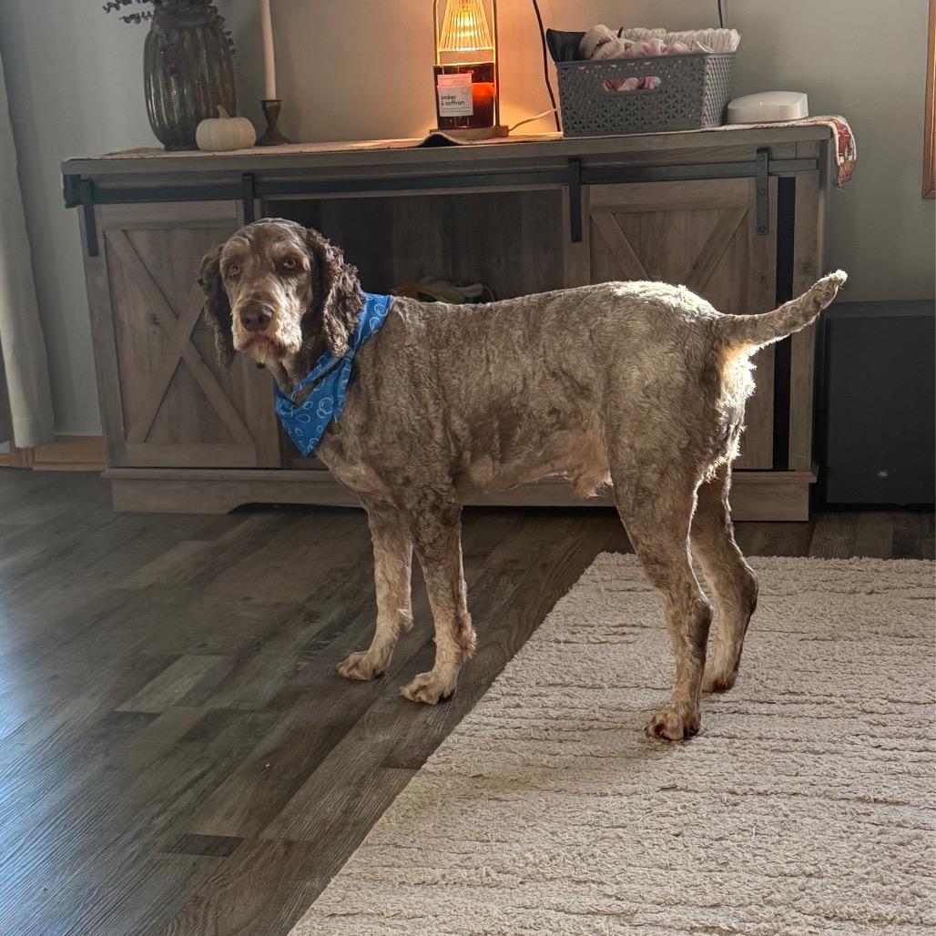 Enlarge Migo, a Adoptable mixed breed in Rochester, MN image 5/6