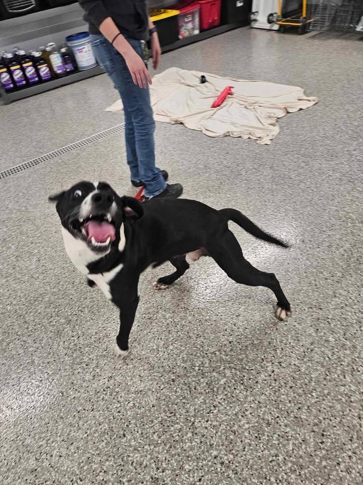 Enlarge Clock Work, a ADOPTABLE mixed breed in Shepherdsville, KY image 2/3