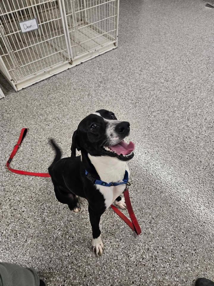 Enlarge Clock Work, a ADOPTABLE mixed breed in Shepherdsville, KY image 3/3