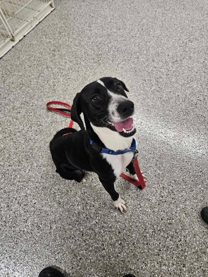 Clock Work, ADOPTABLE, Adult Male Labrador Retriever.