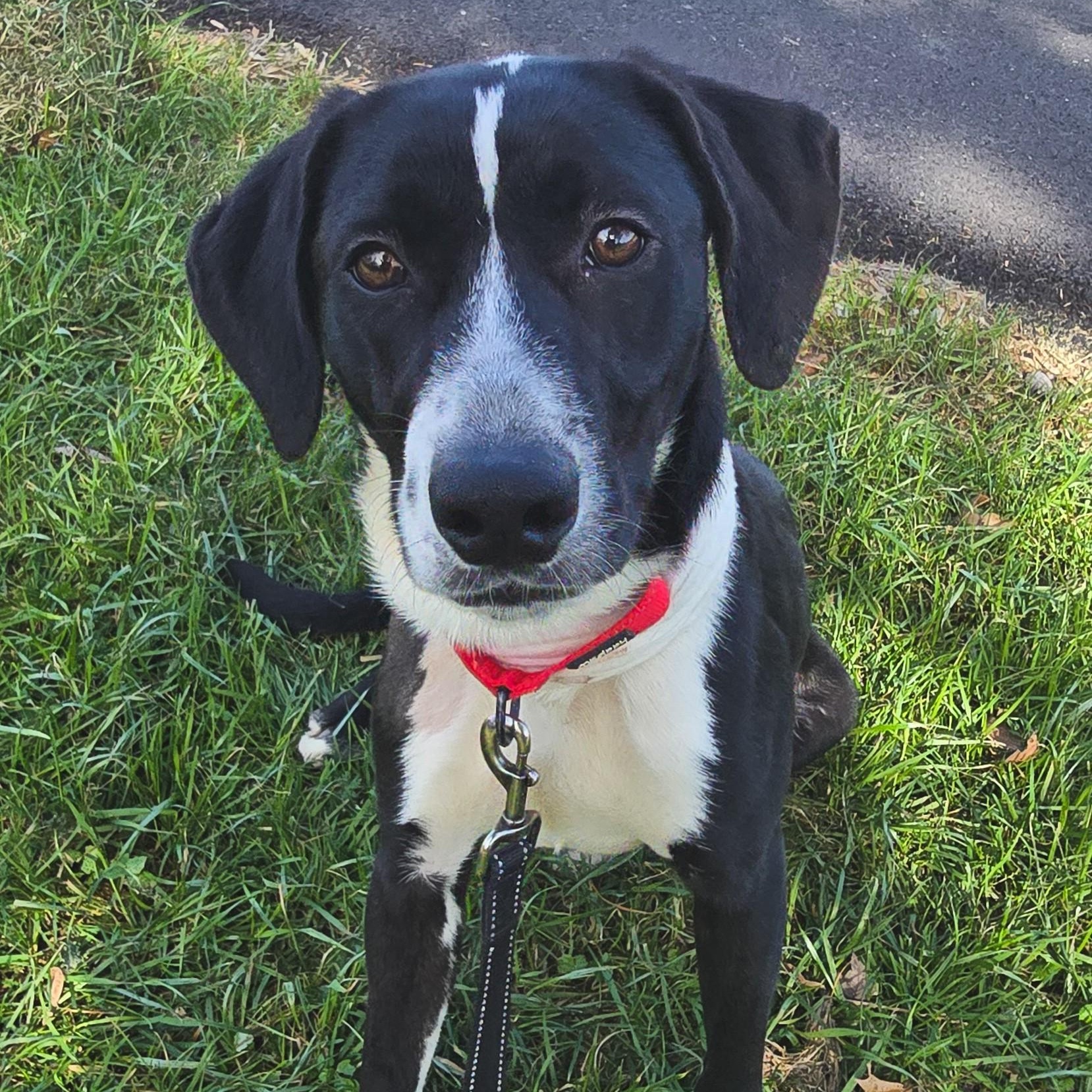 Enlarge Clock Work, a ADOPTABLE mixed breed in Shepherdsville, KY image 1/2