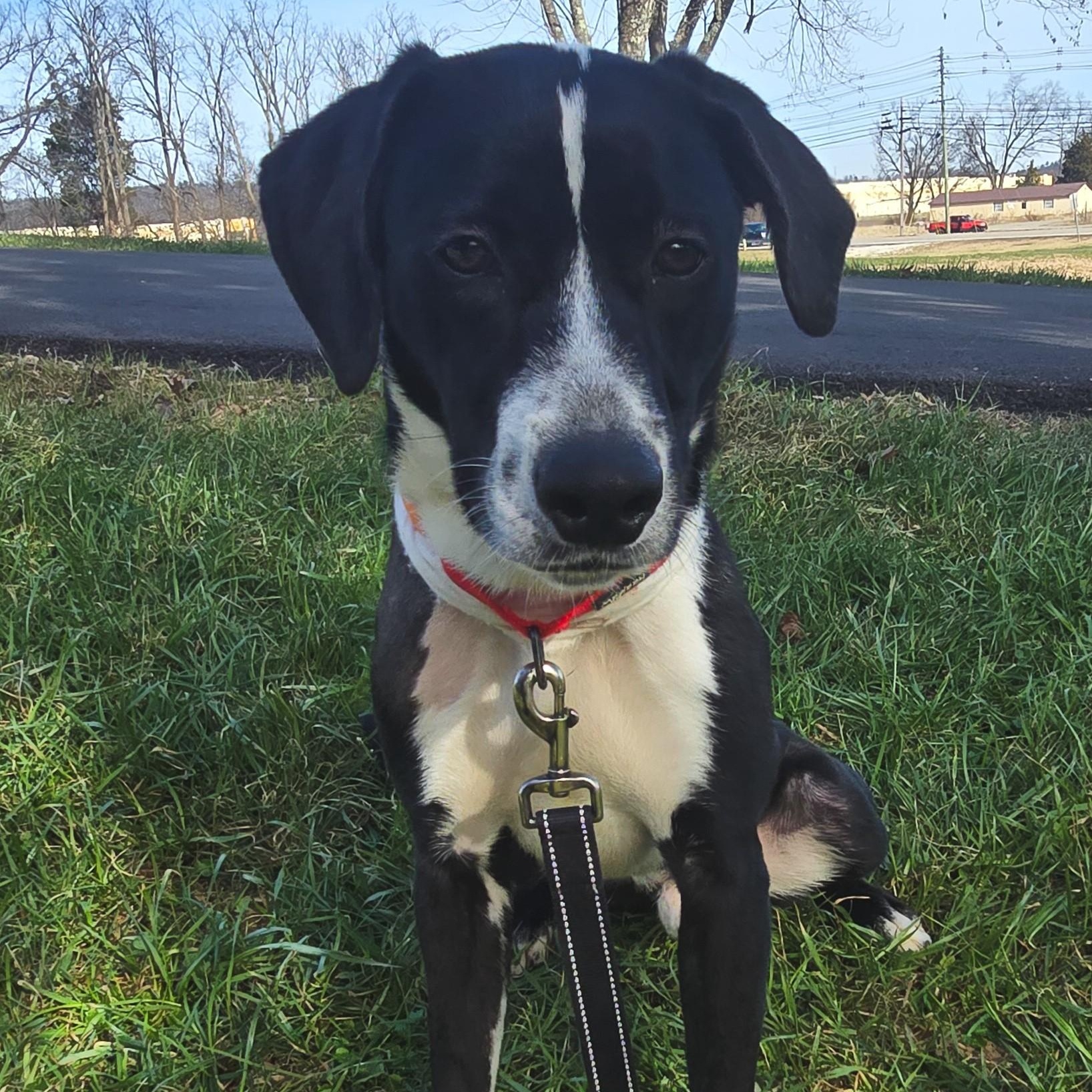 Enlarge Clock Work, a ADOPTABLE mixed breed in Shepherdsville, KY image 2/2