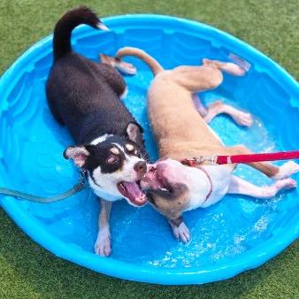 Enlarge Jitterbug, a Adoptable mixed breed in Galveston, TX image 2/6