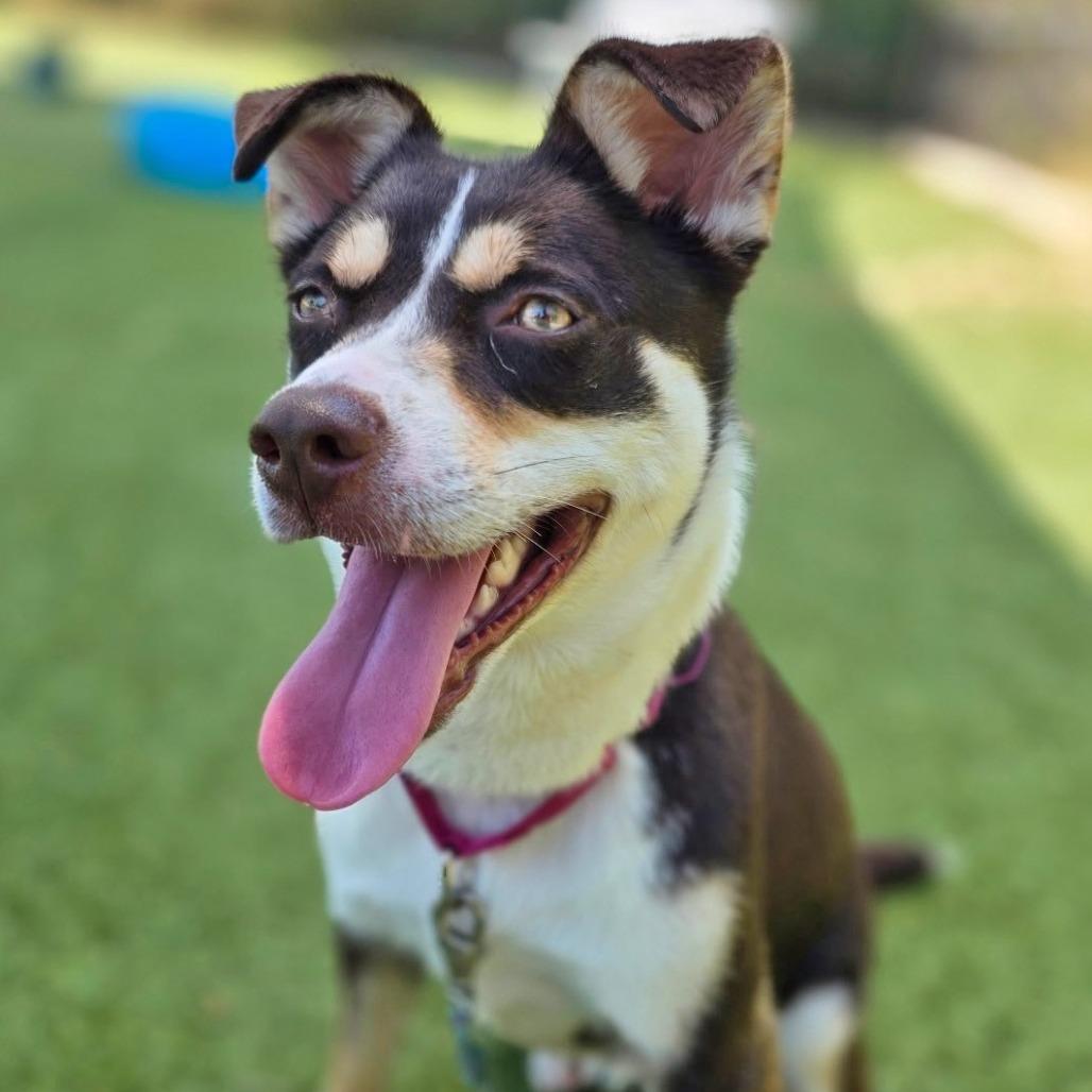 Enlarge Jitterbug, a Adoptable mixed breed in Galveston, TX image 3/6