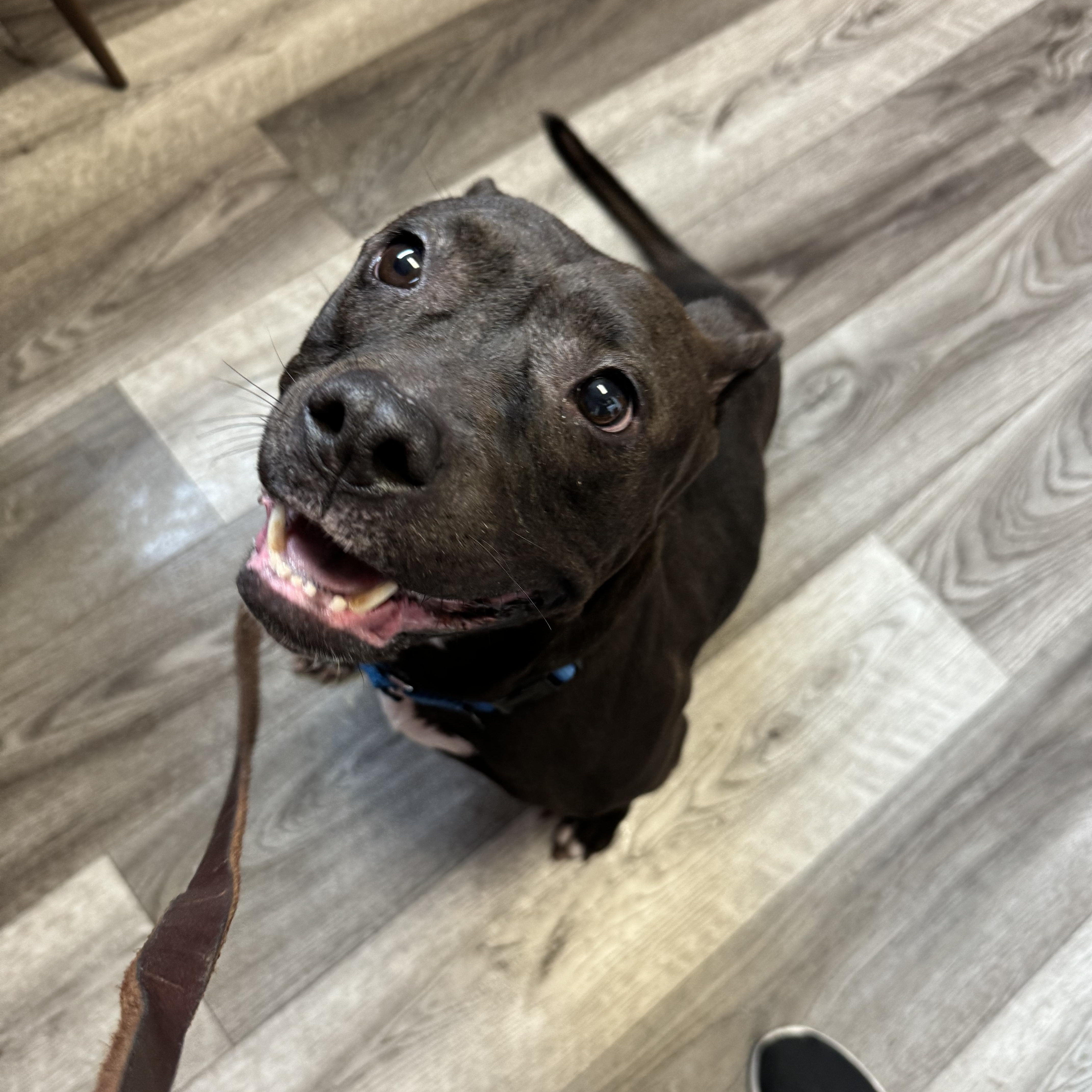 Enlarge Sadé, a Adoptable mixed breed in Mansfield, OH image 1/1