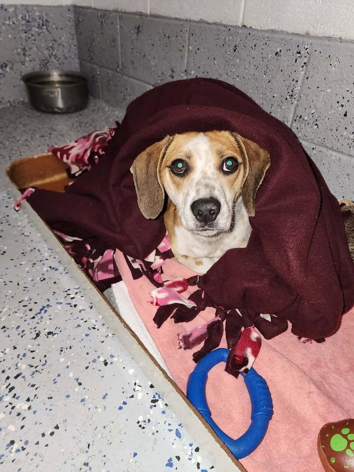 Enlarge ARTHUR, an adopted mixed breed in Reed City, MI image 4/4