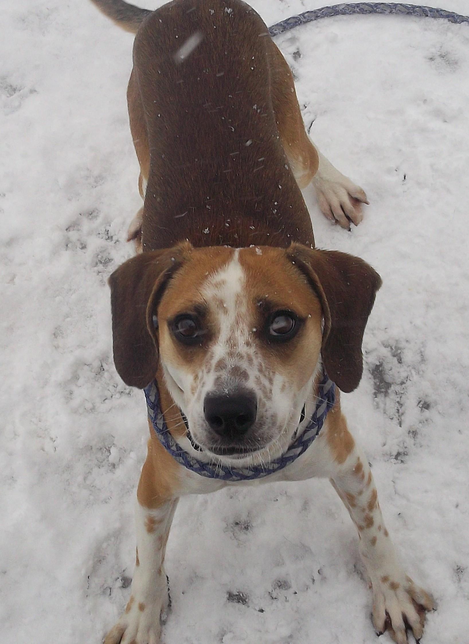 Enlarge ARTHUR, an adopted mixed breed in Reed City, MI image 2/4