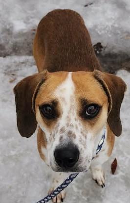 Enlarge ARTHUR, an adopted mixed breed in Reed City, MI image 3/4