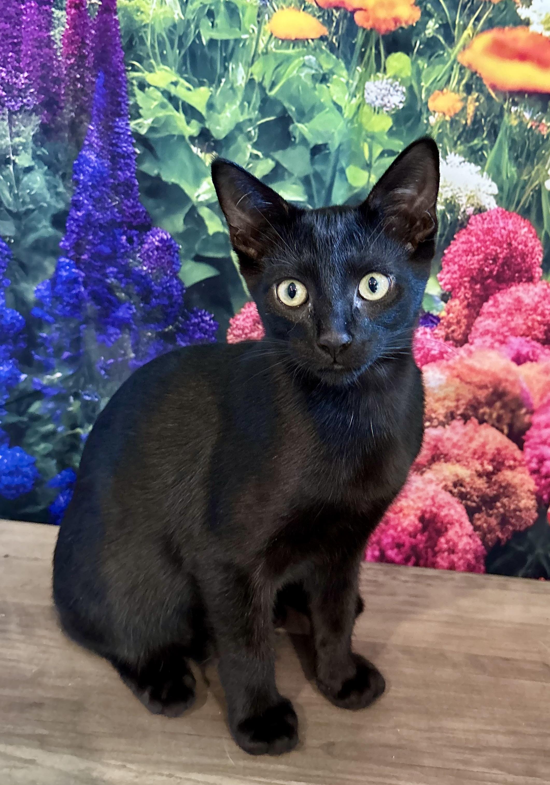Havarti, a ADOPTABLE Domestic Short Hair in Cincinnati, OH image 1/5