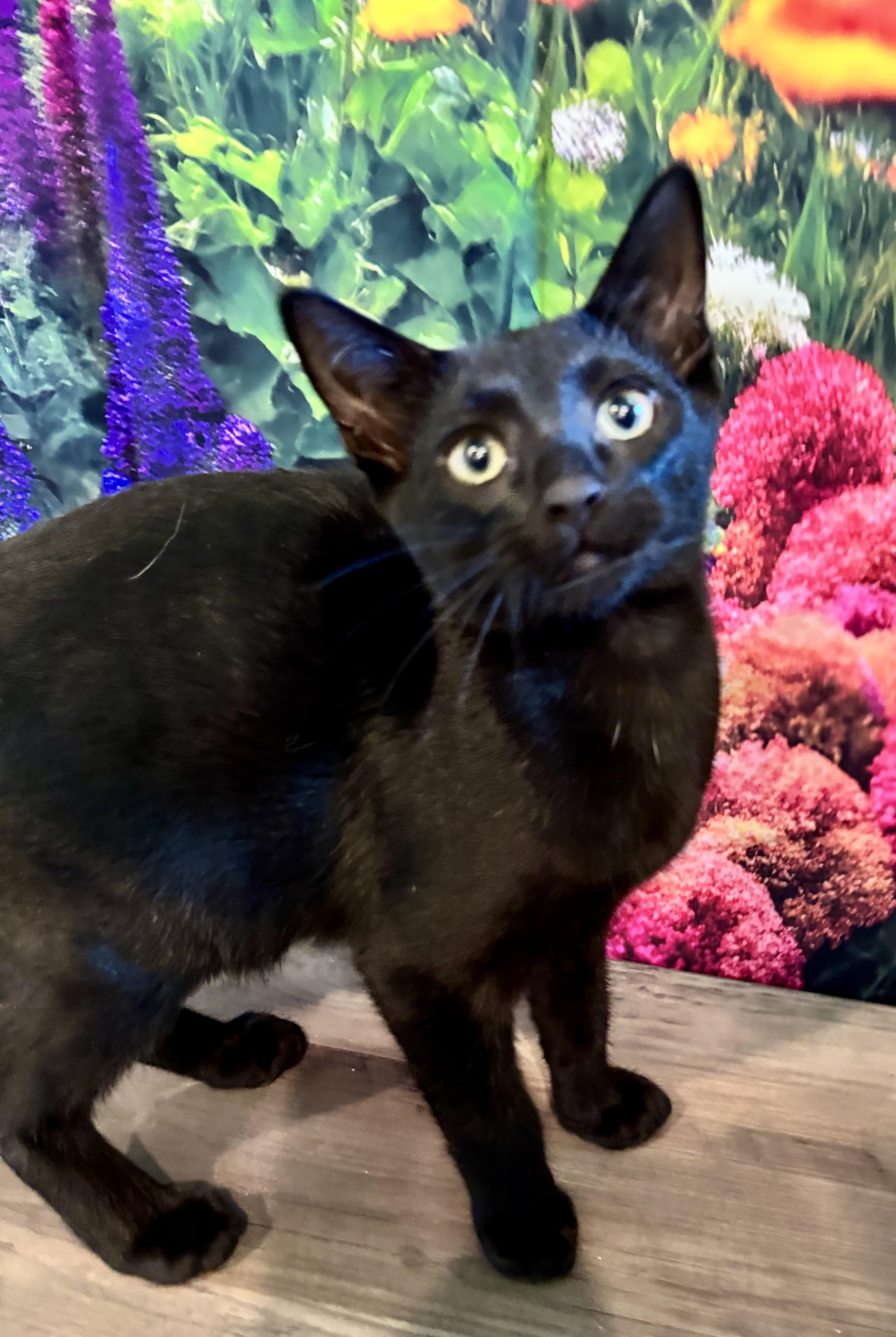 Havarti, a ADOPTABLE Domestic Short Hair in Cincinnati, OH image 3/5