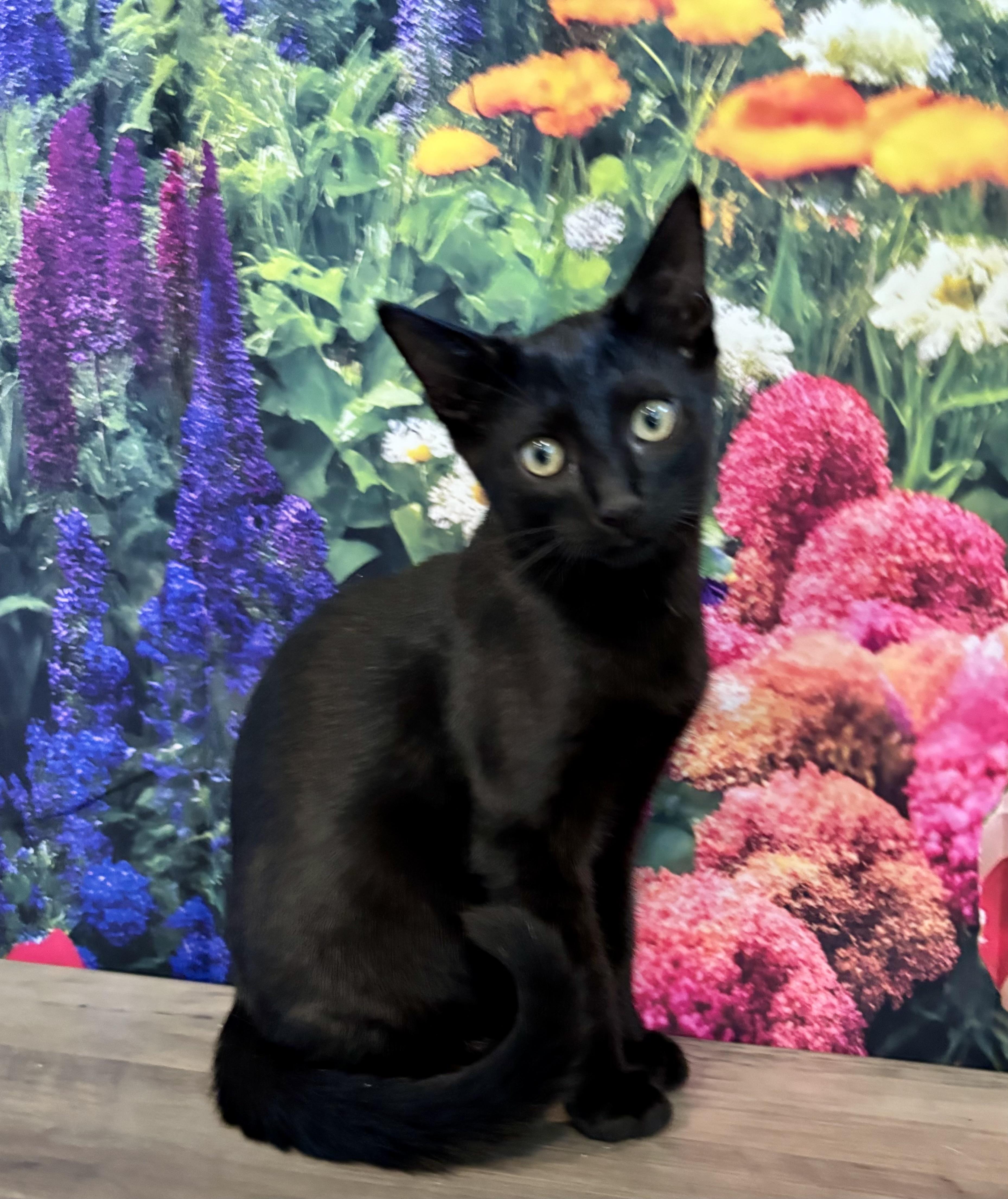 Havarti, a ADOPTABLE Domestic Short Hair in Cincinnati, OH image 4/5