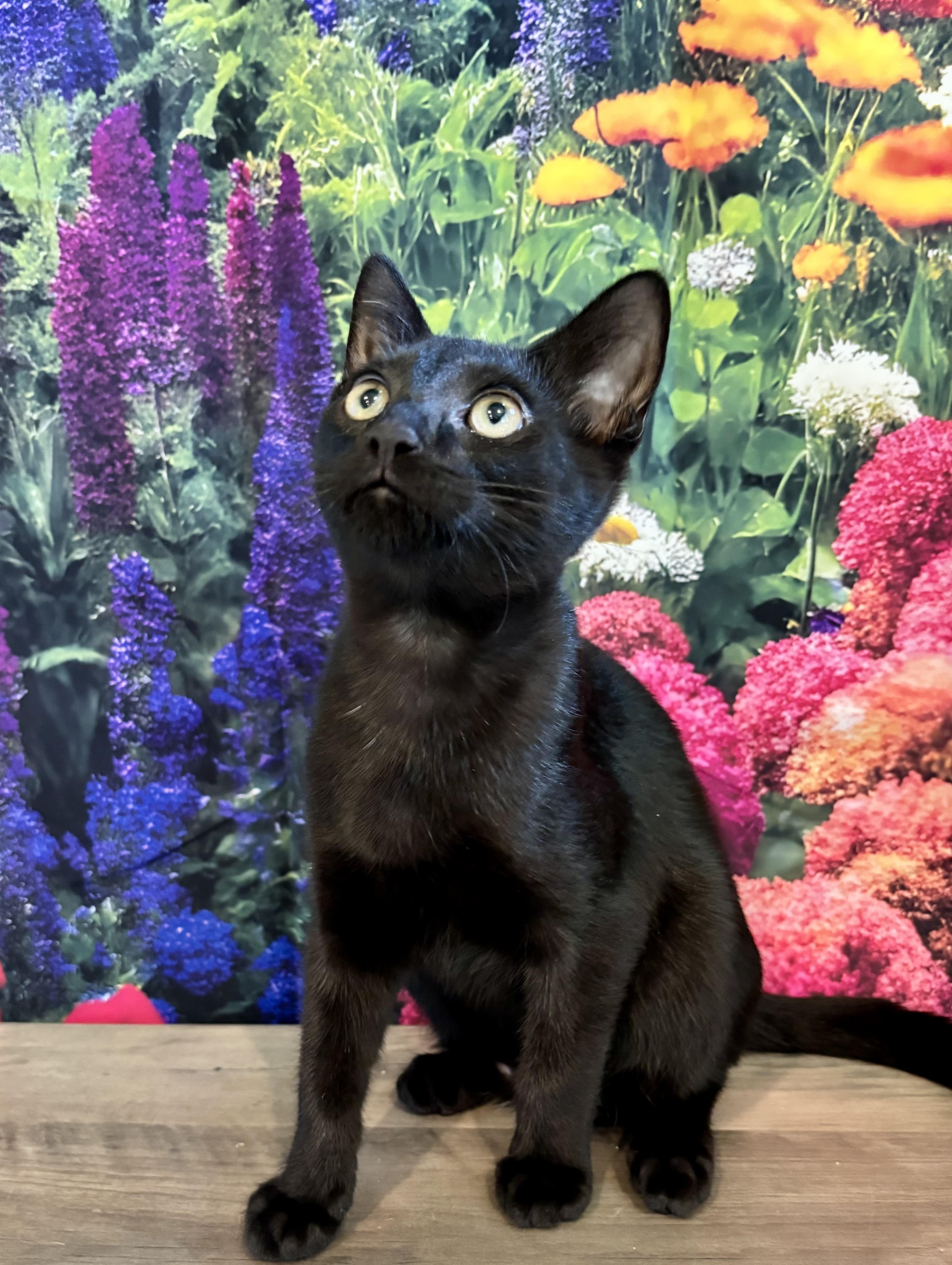 Havarti, a ADOPTABLE Domestic Short Hair in Cincinnati, OH image 2/5