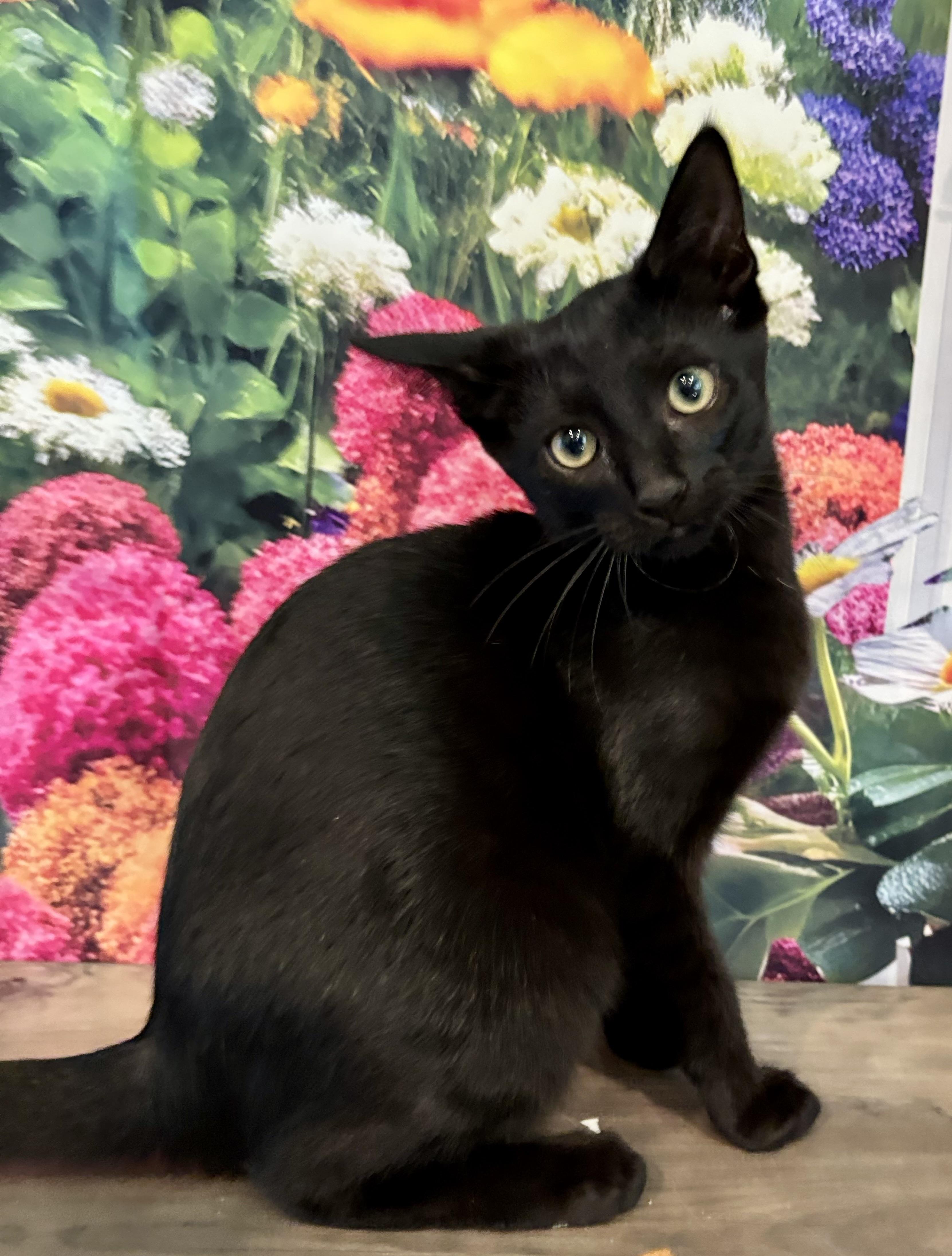 Havarti, a ADOPTABLE Domestic Short Hair in Cincinnati, OH image 5/5