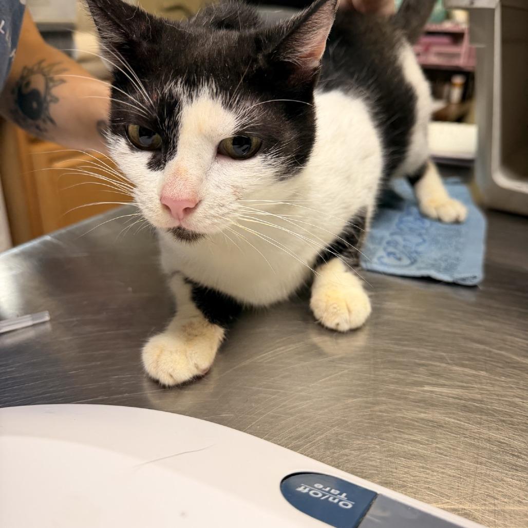 Frigg, Adoptable, Adult Female Domestic Short Hair.