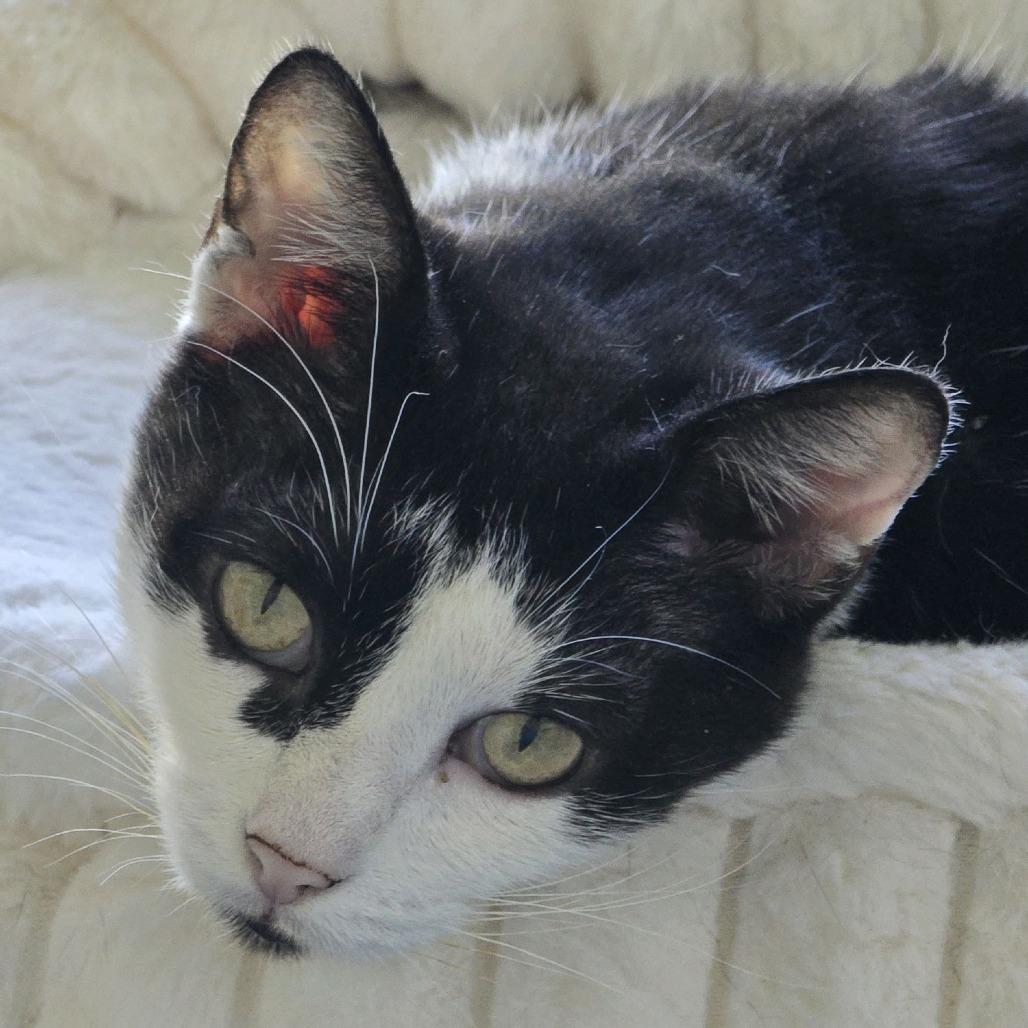 Enlarge Frigg, a Adoptable Domestic Short Hair in Columbus, NC image 2/5