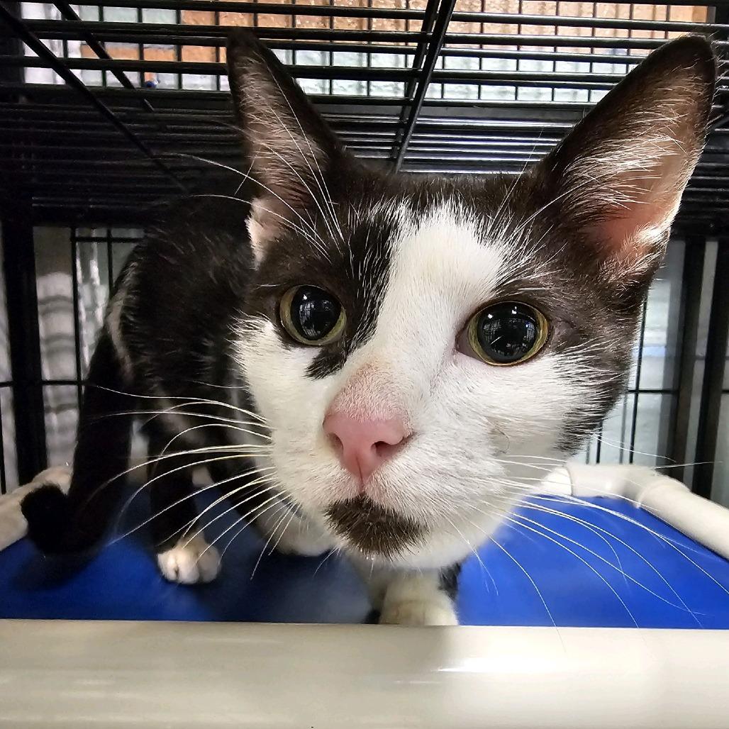 Enlarge Frigg, a Adoptable Domestic Short Hair in Columbus, NC image 3/5