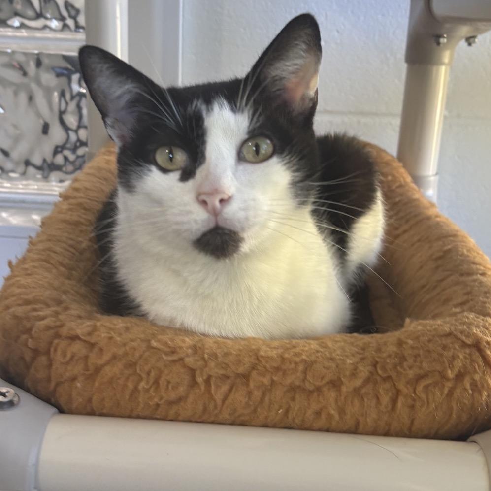 Enlarge Frigg, a Adoptable Domestic Short Hair in Columbus, NC image 4/5