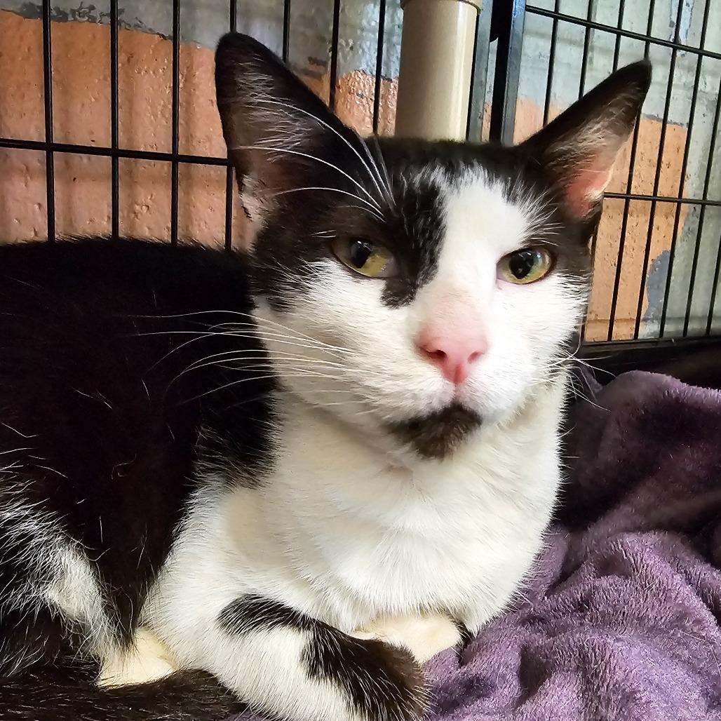 Enlarge Frigg, a Adoptable Domestic Short Hair in Columbus, NC image 5/5