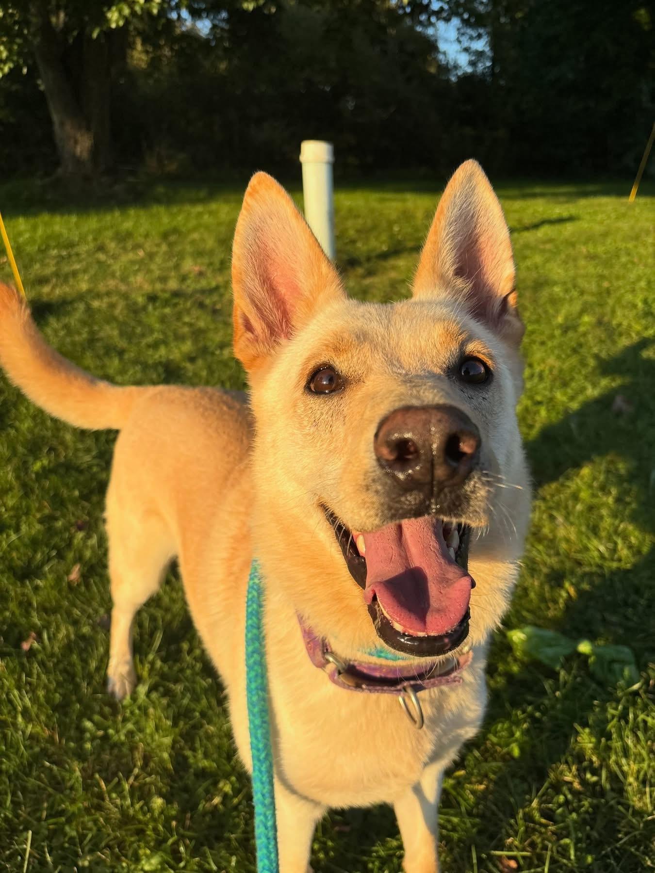 Enlarge Sally, a Adoptable mixed breed in Youngstown, OH image 3/3
