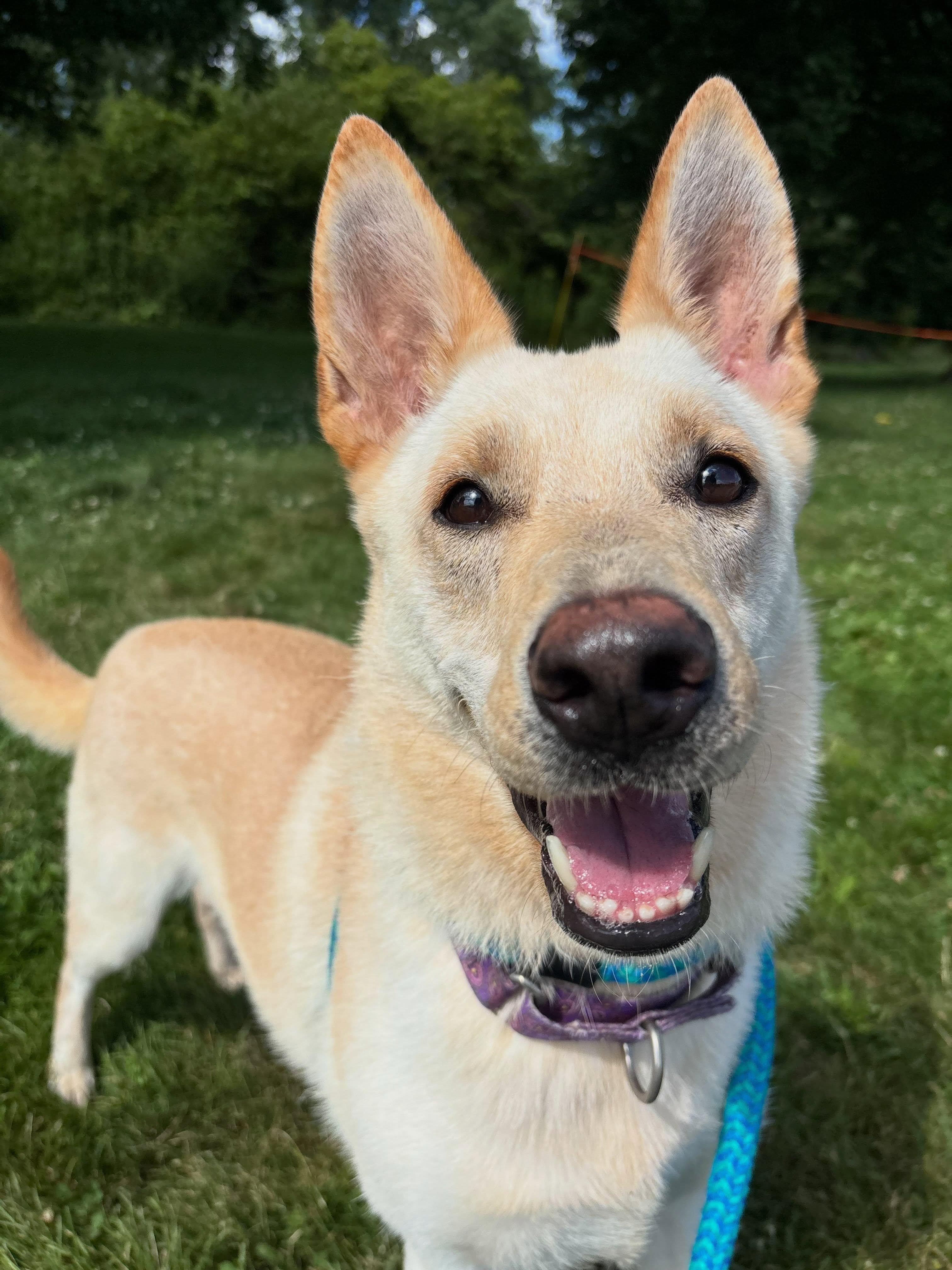 Sally, Adoptable, Adult Female Shepherd.