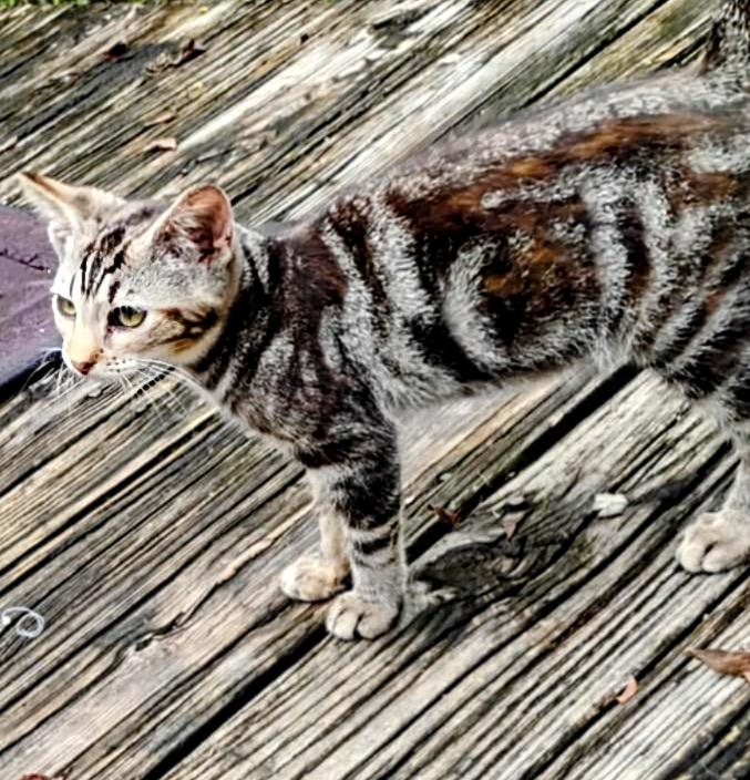 Rascal (Courtesy Listing)