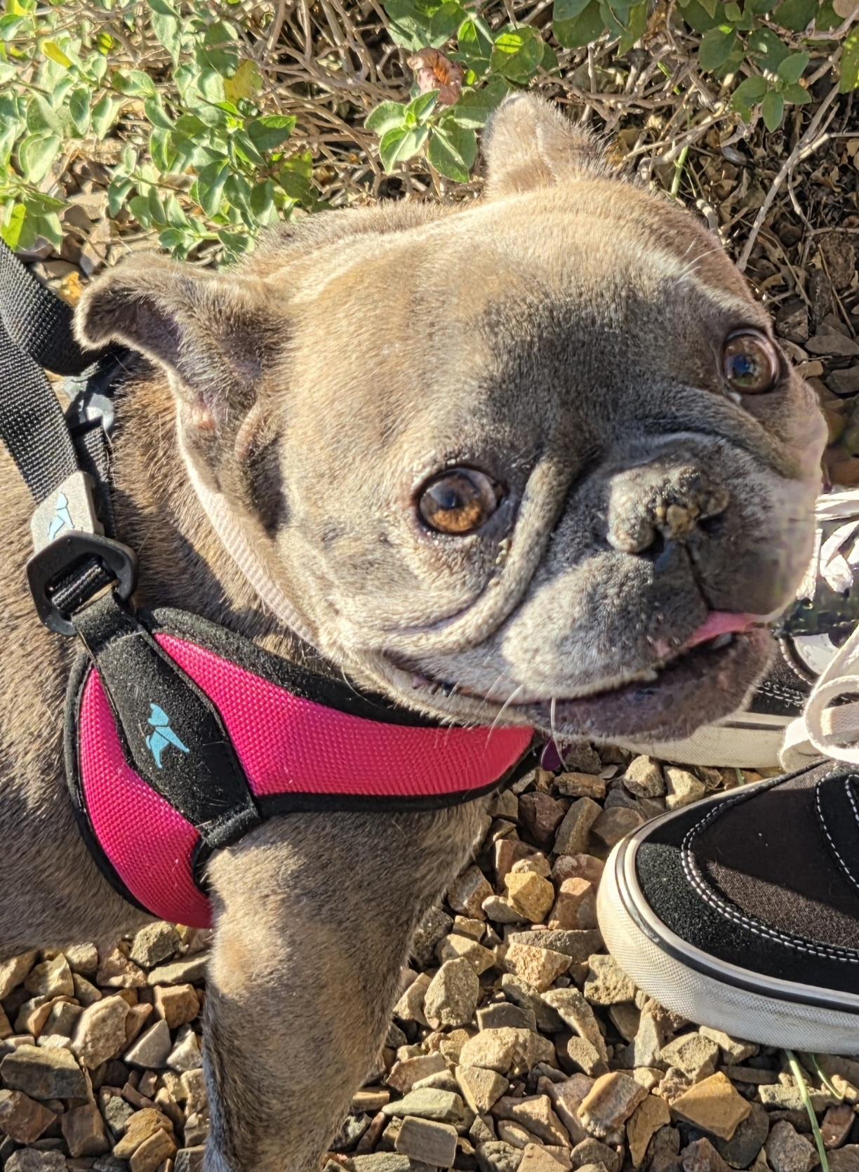 Millie, ADOPTABLE, Adult Female French Bulldog.