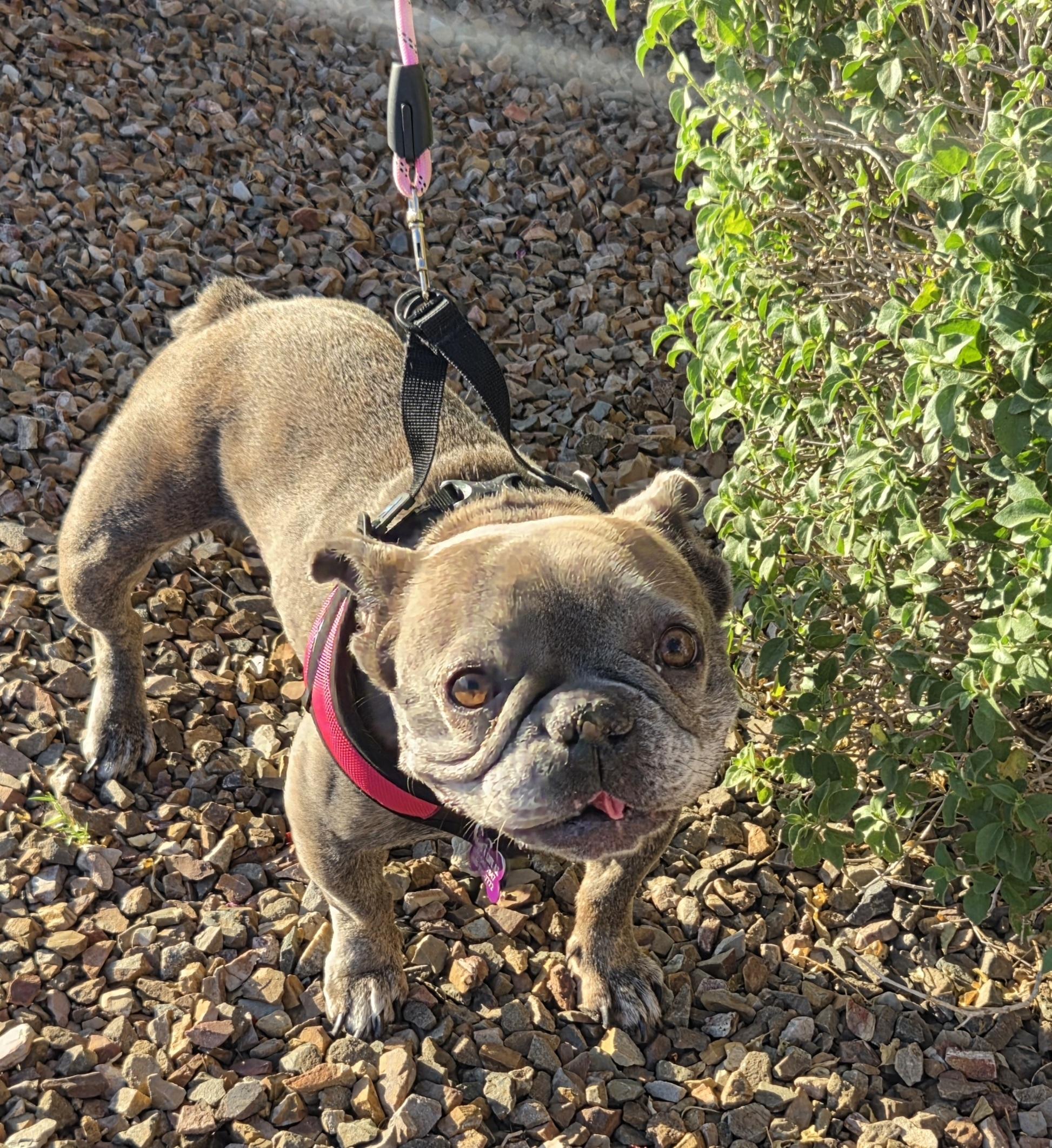 Millie, a ADOPTABLE French Bulldog in San Tan Valley, AZ image 2/2