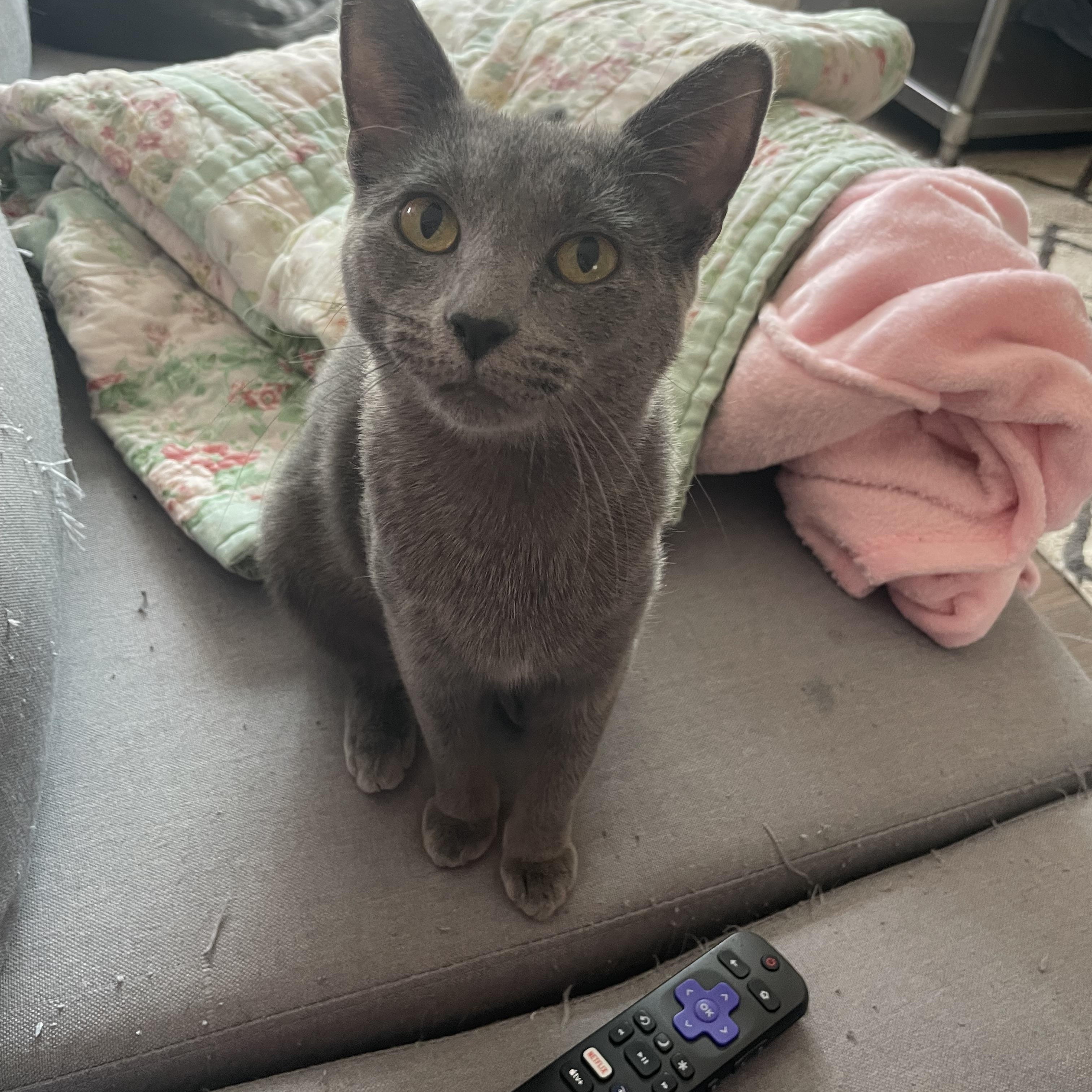 Enlarge Freyah, a Adoptable Domestic Short Hair in Clyde, NC image 1/2