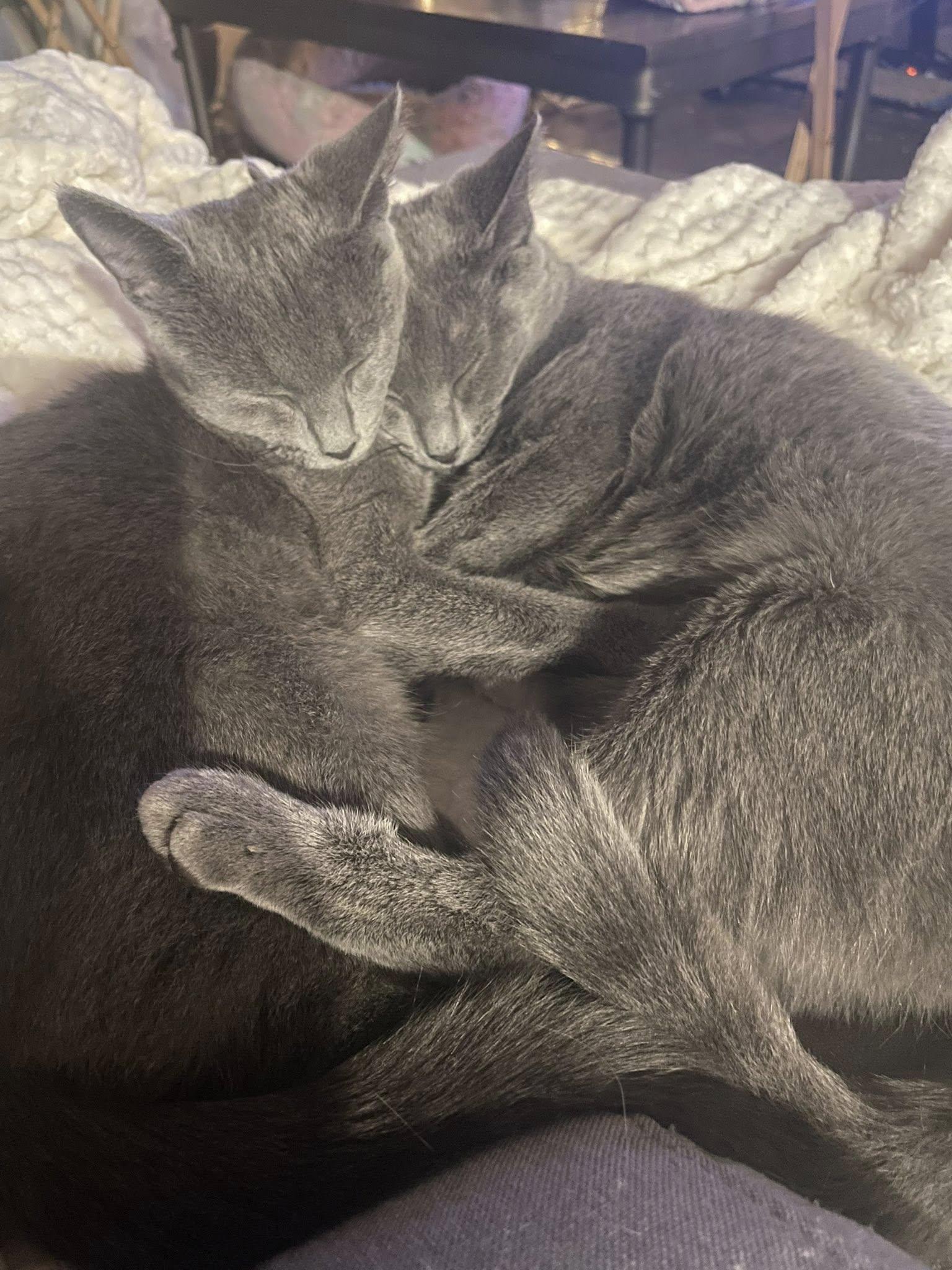 Enlarge Freyah, a Adoptable Domestic Short Hair in Clyde, NC image 2/2