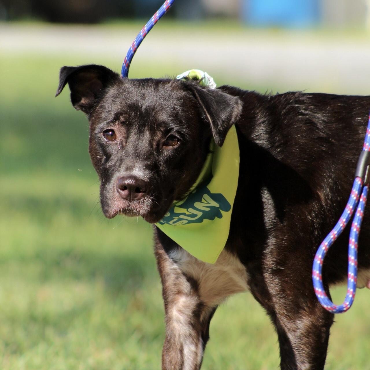 Enlarge Katie, a Adoptable mixed breed in Sayreville, NJ image 5/6