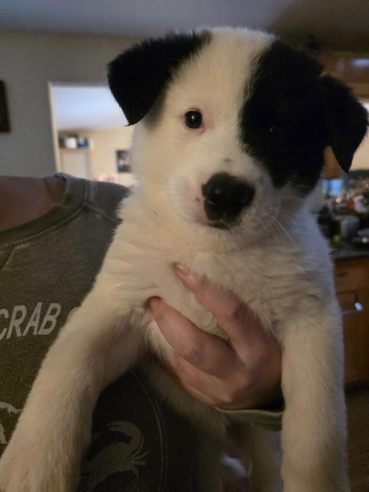 Sissy pup , a Adoptable mixed breed in Portland, OR image 4/6