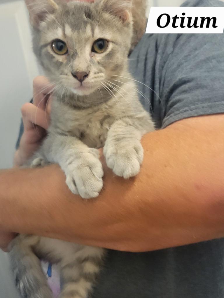 Otium, Adoptable, Young Male Domestic Short Hair.