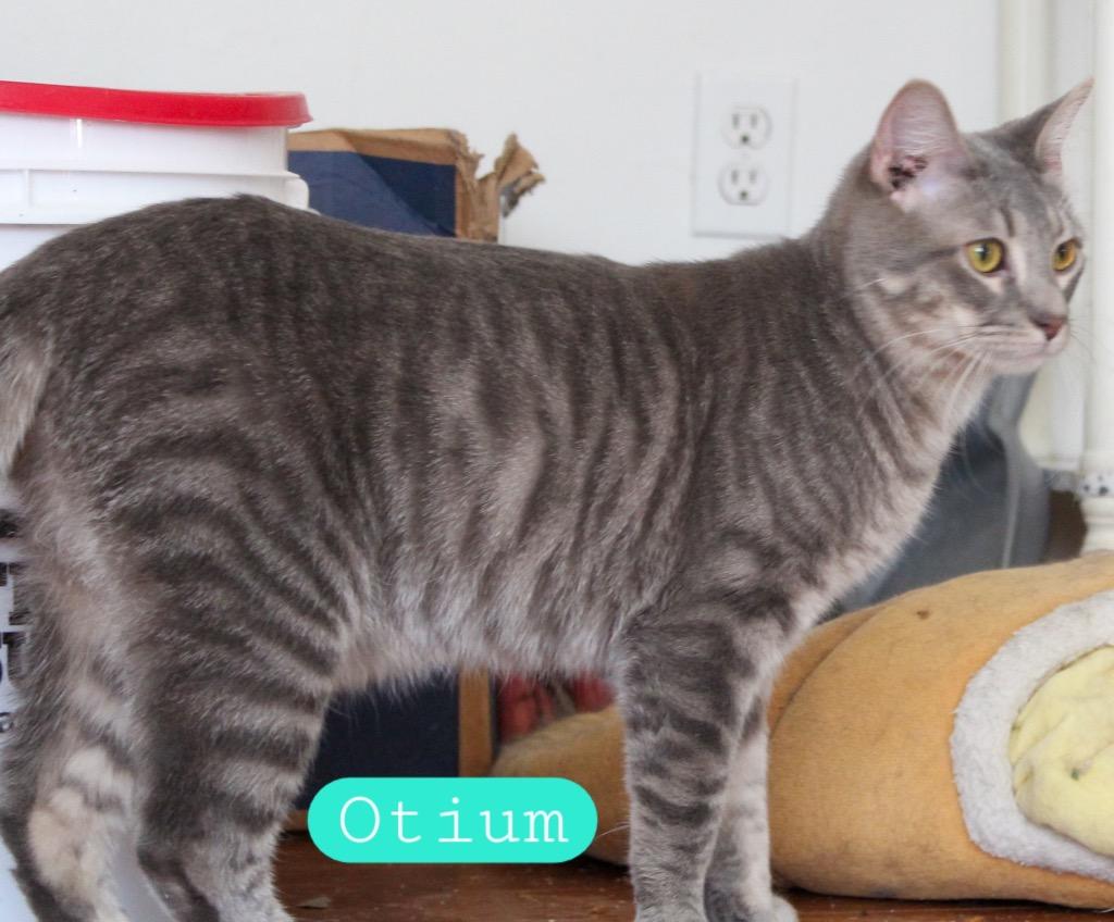 Otium, a Adoptable mixed breed in Ogden, UT image 2/4