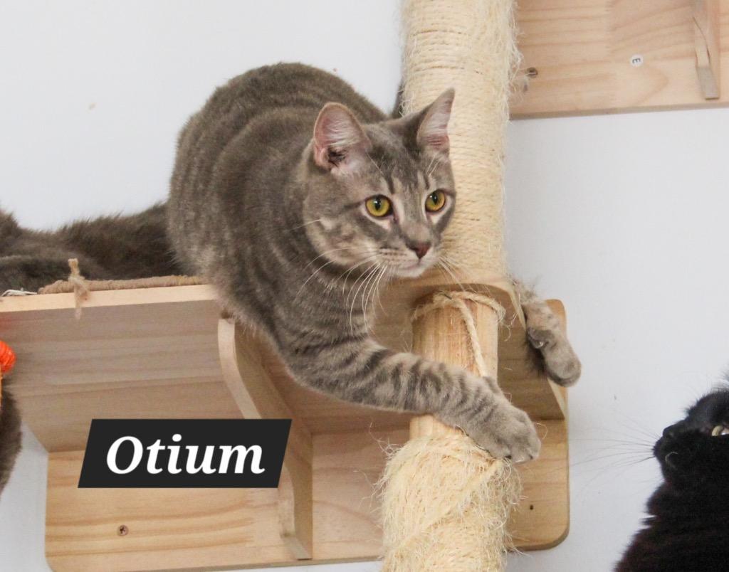 Otium, a Adoptable mixed breed in Ogden, UT image 3/4